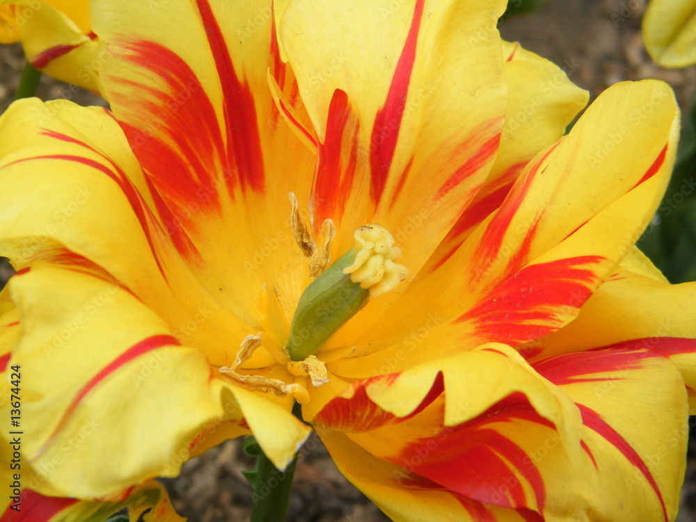 Tonic flower Tonic flower
