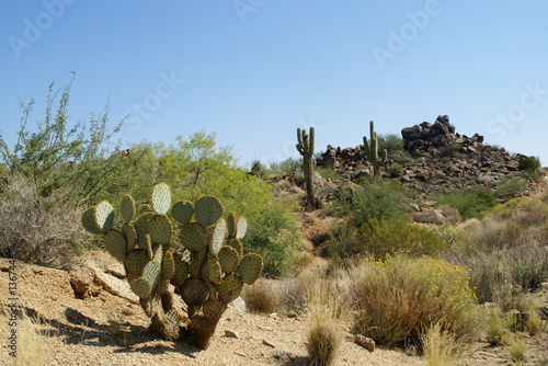 Quadro em tela cactus 9