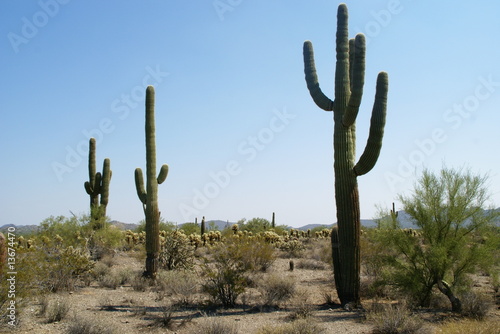 Quadro em tela Kaktus 7