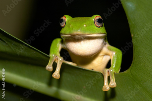 Tree Frog