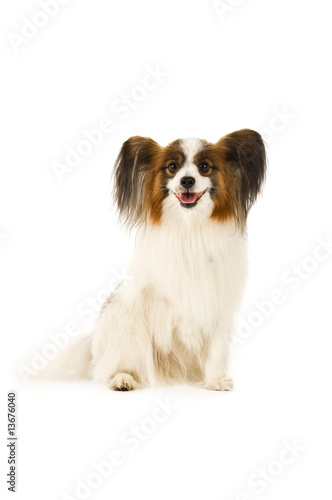 Papillon dog isolated on a white background © Paul Cotney