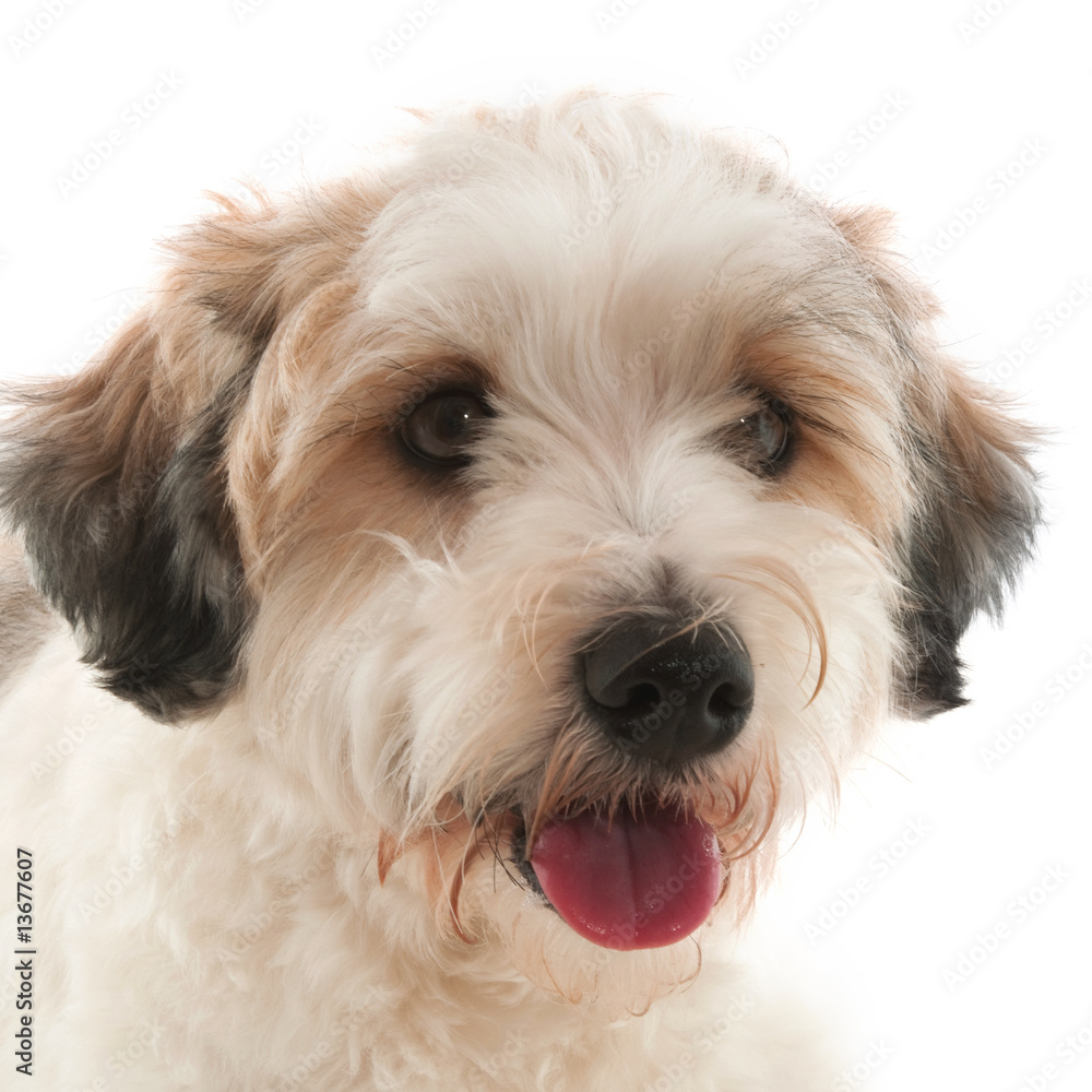 dog dog