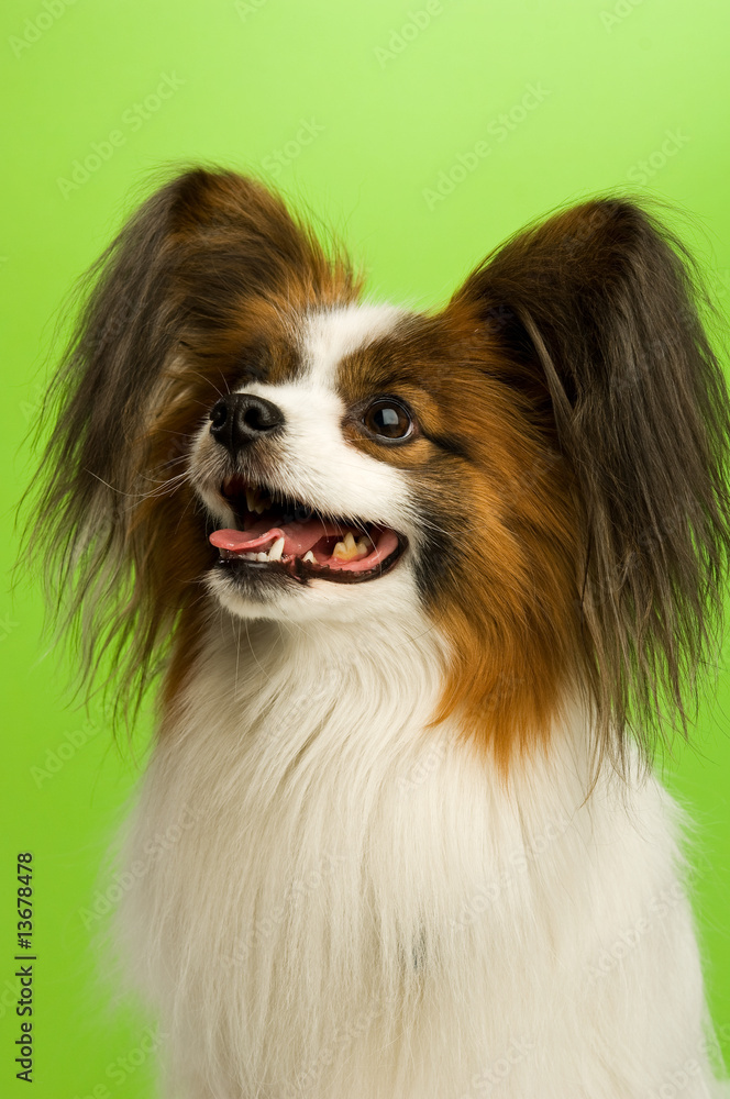 Papillon dog isolated on a green background