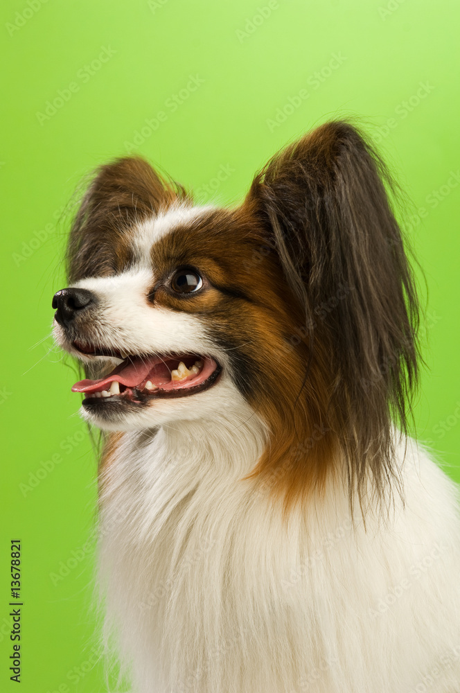 Papillon dog isolated on a green background
