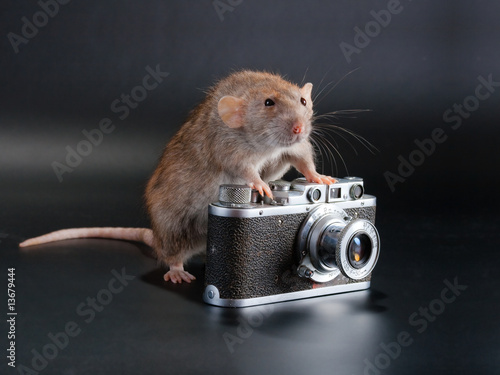 Dumbo breed rat