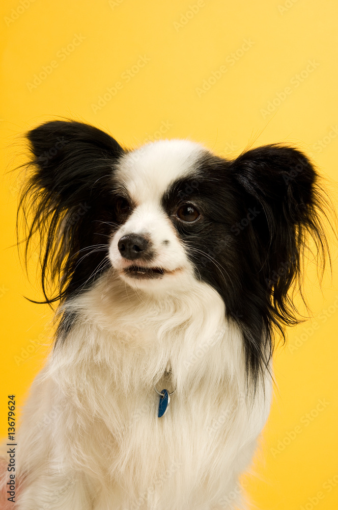 Papillon dog isolated on a yellow background