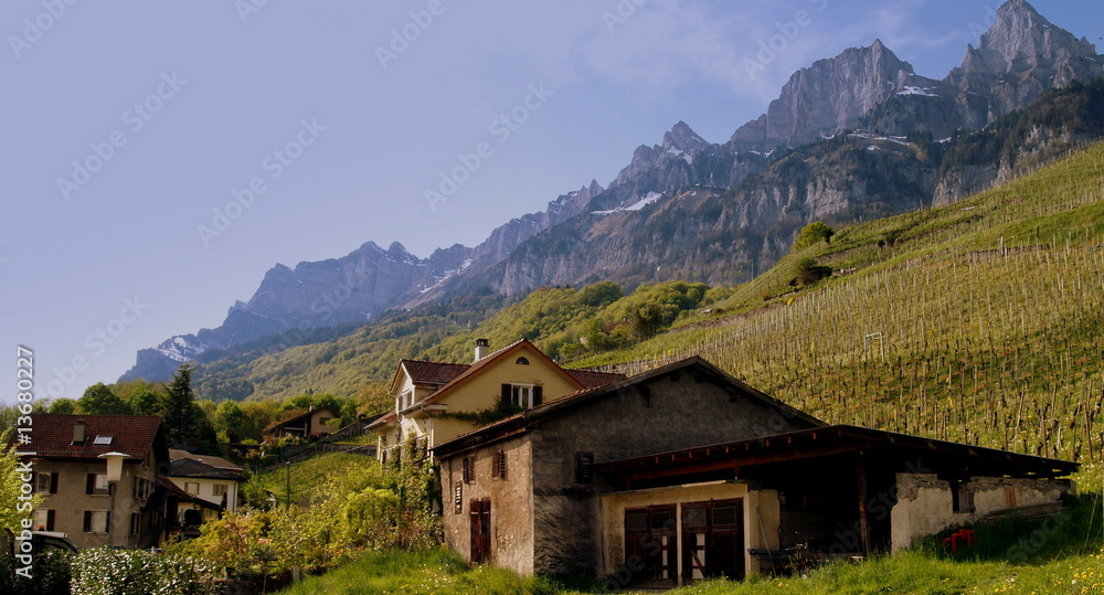 vignoble vignoble