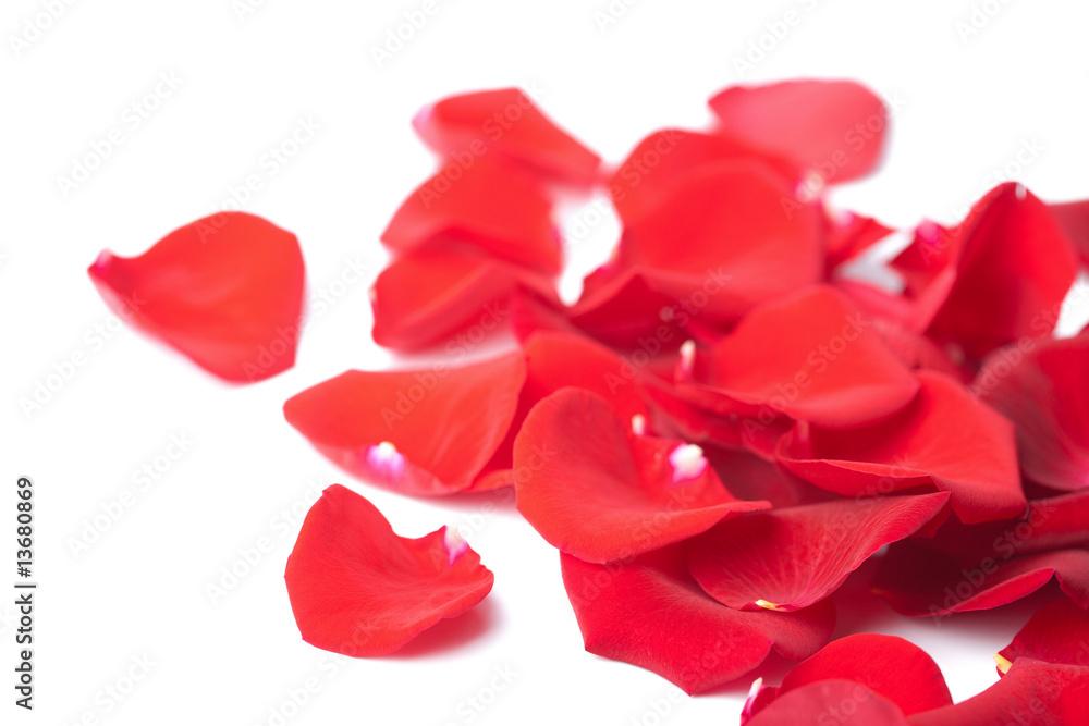 red rose petals isolated red rose petals isolated