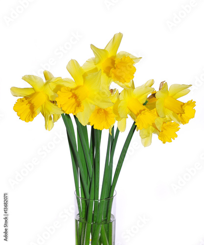 Fototapeta Naklejka Na Ścianę i Meble -  Yellow Daffodils