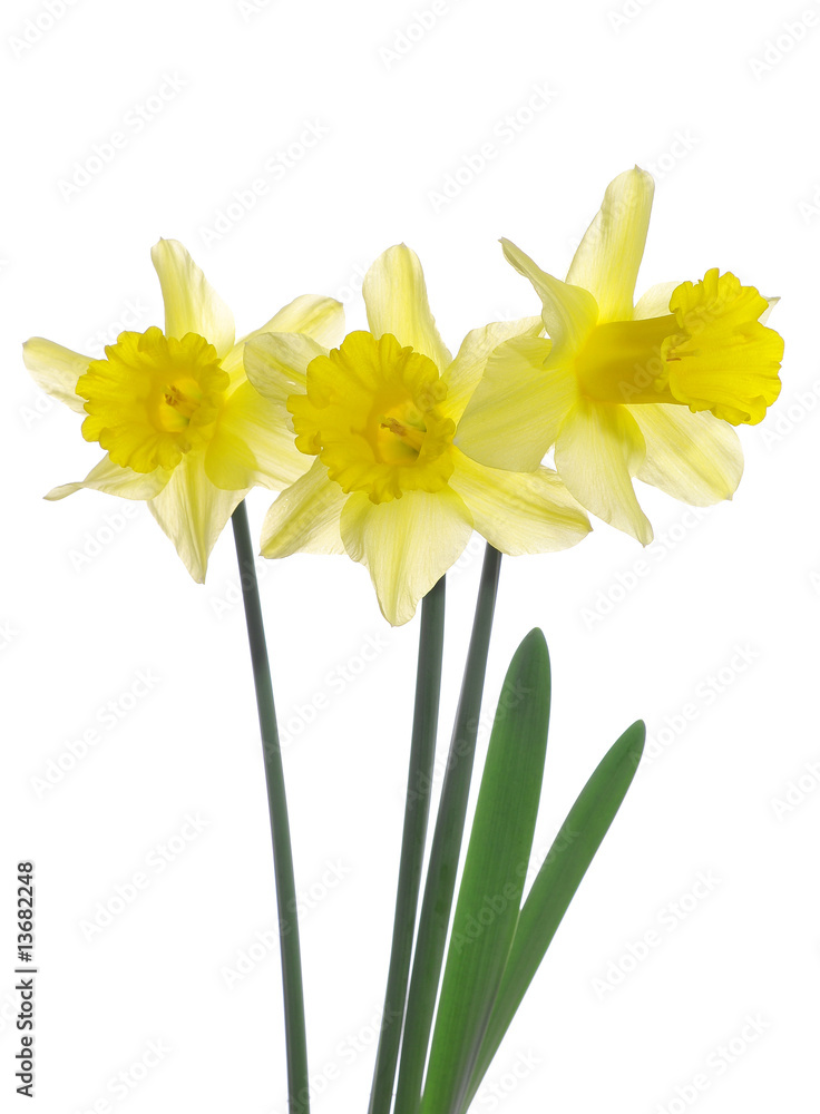 Yellow Daffodils Yellow Daffodils