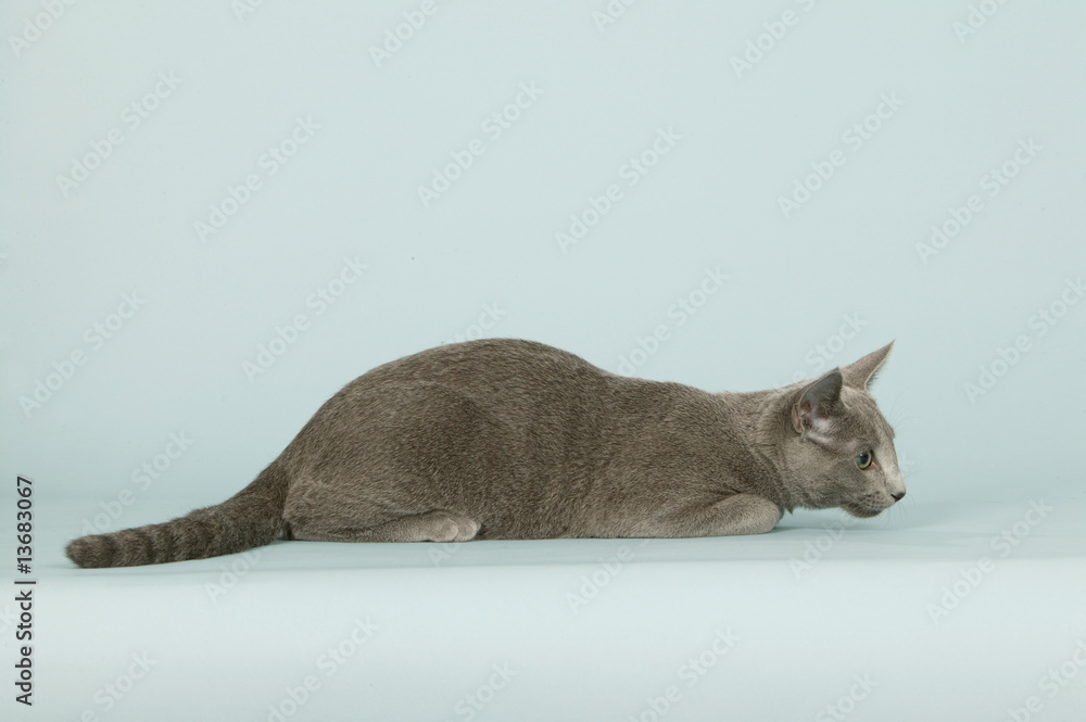 chat de race bleu russe aplati sur le sol,position d'attente
