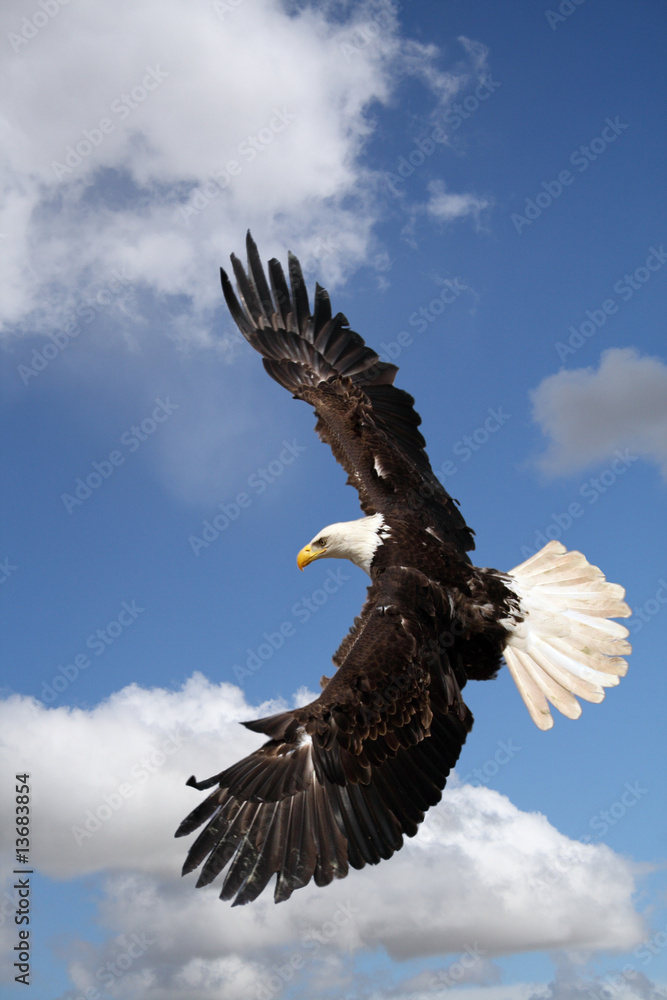 Fototapeta premium a bald eagle