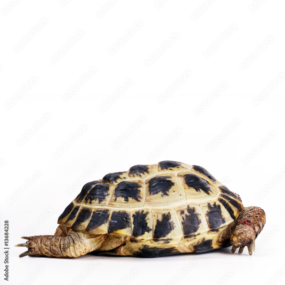 Obraz premium Vierzehenschildkröte