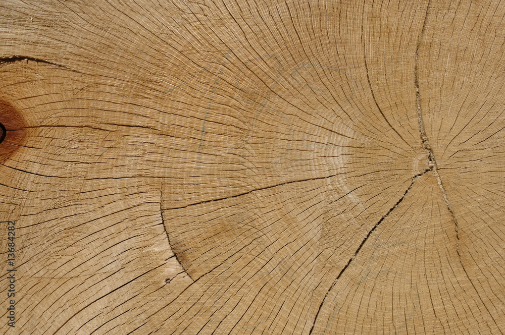 Fototapeta premium tronc d'arbre