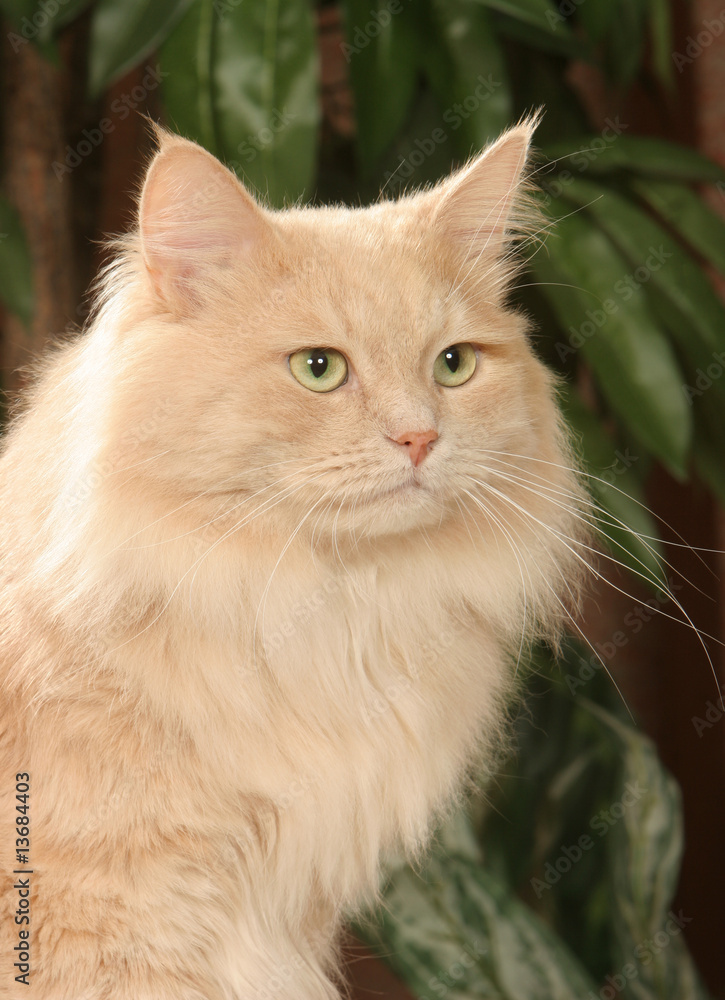 chat sibérien de trois quart et de profil- chat roux chat sibérien de trois quart et de profil- chat roux