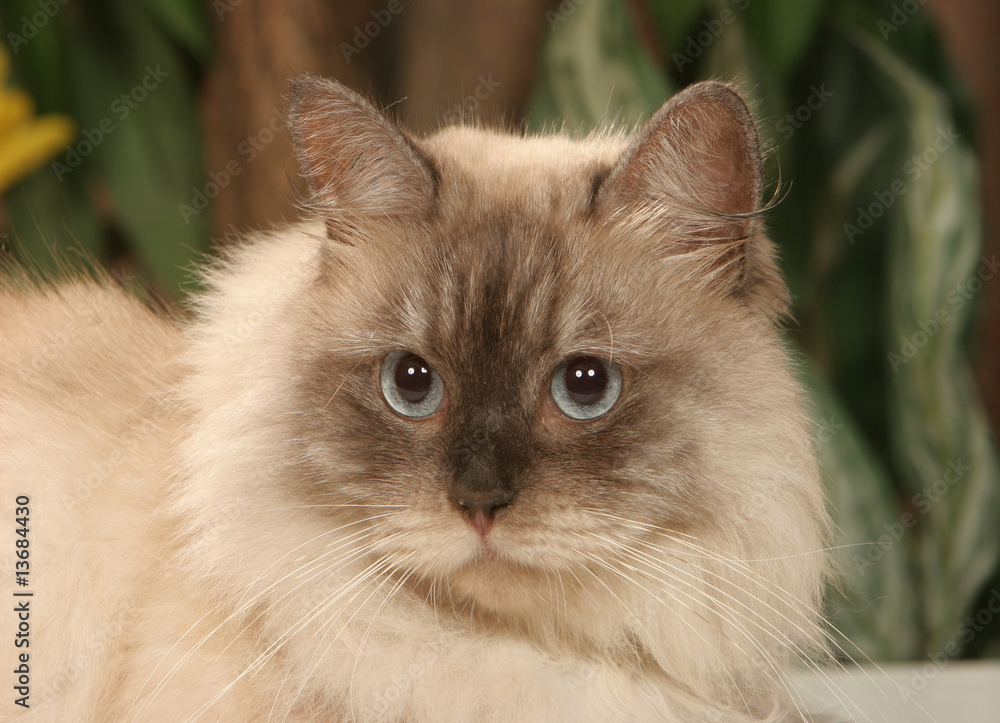 belle tête de chat sibérien allongé aux yeux bleus belle tête de chat sibérien allongé aux yeux bleus