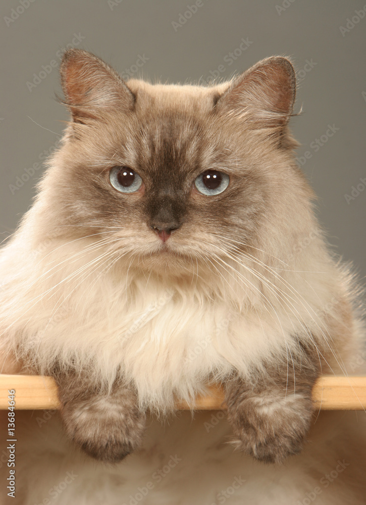 chat sibérien de face, pattes posées sur un morceau de bois chat sibérien de face, pattes posées sur un morceau de bois