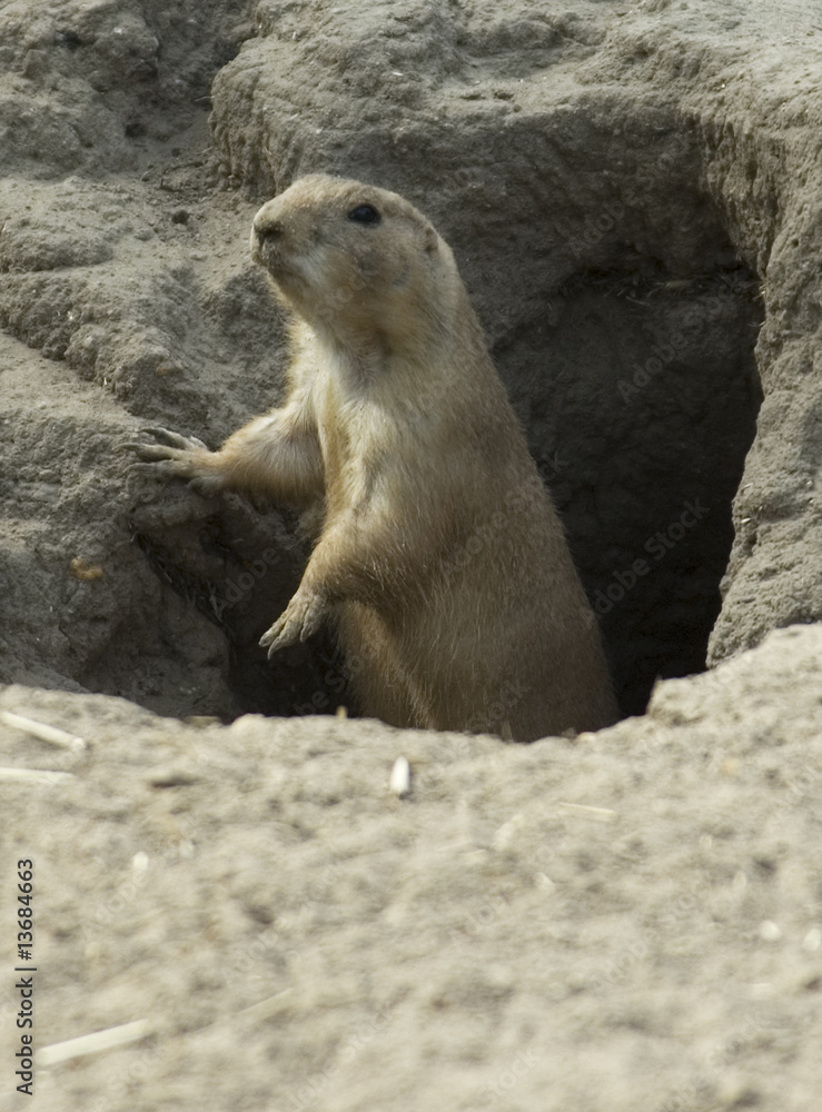 Obraz premium nagetier