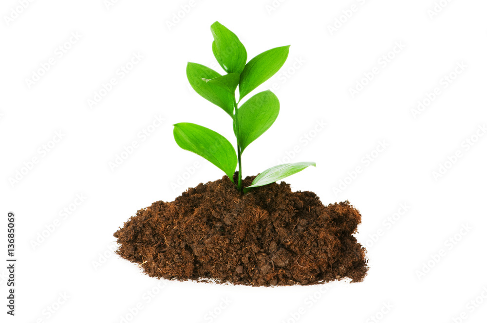 Seedlings illustrating the concept of new life Seedlings illustrating the concept of new life