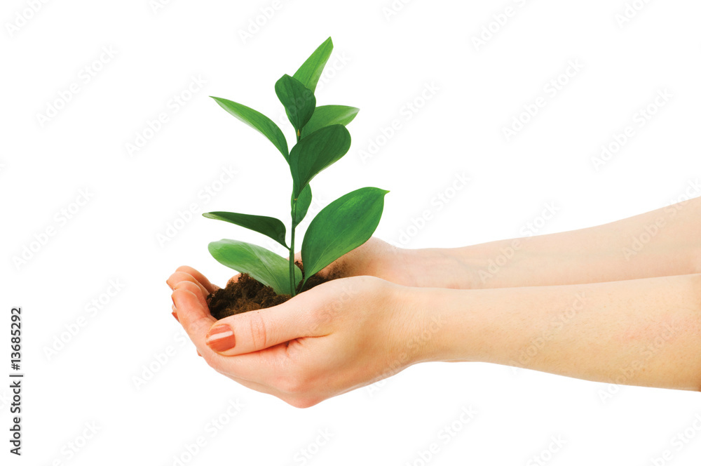 Green seedling in hand isolated on white Green seedling in hand isolated on white