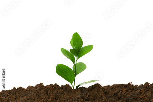 New life concept - green seedling growing out of soil