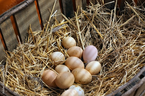 Oeufs de poule photo