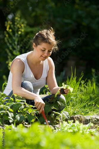 plant de salades 3