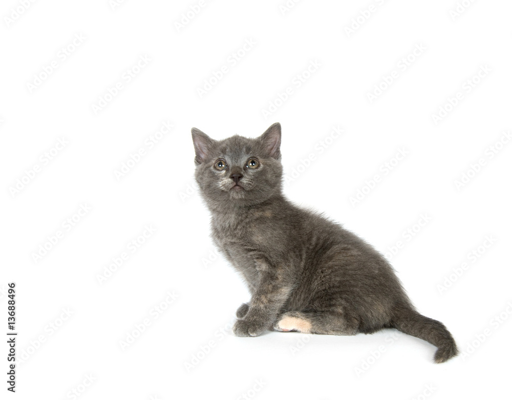 Gray kitten looking up on a white background