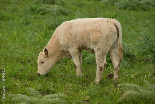 young cow graze in the green field