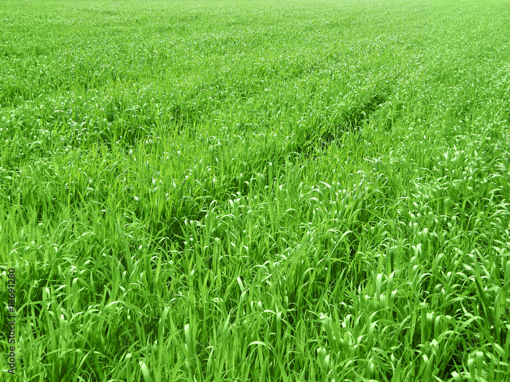 green grass meadow green grass meadow