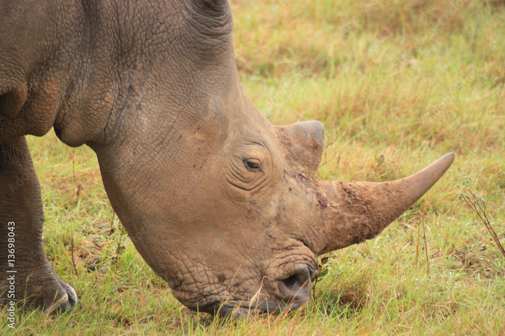 Nashorn Nashorn