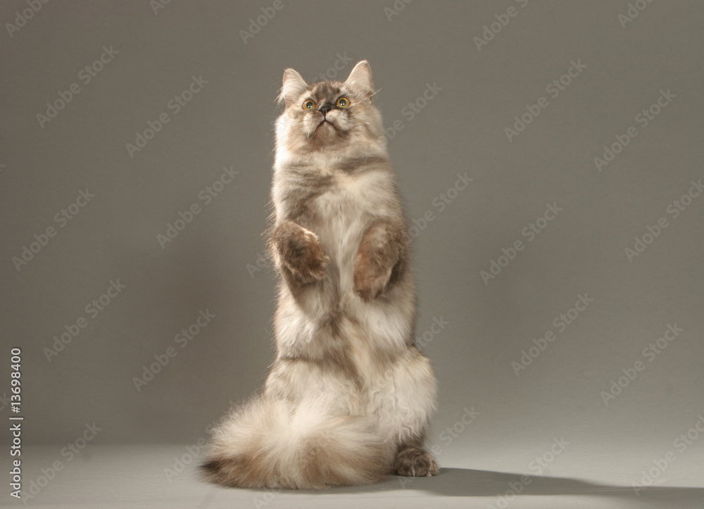 Chat Siberien Debout Sur Les Pattes Arriere Faire Le Beau Stock Photo Adobe Stock Chat Siberien Debout Sur Les Pattes Arriere Faire Le Beau Stock Photo Adobe Stock