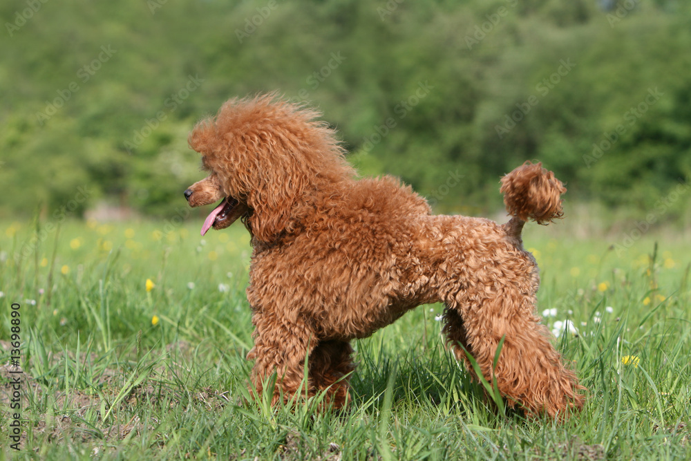position statique et immobile du caniche nain vu de profil position statique et immobile du caniche nain vu de profil