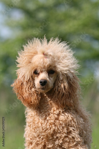 portrait du caniche nain vu de face en campagne © Dogs