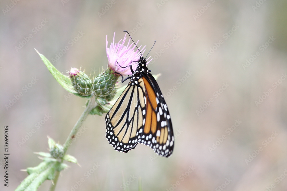 Fototapeta premium Schmetterling