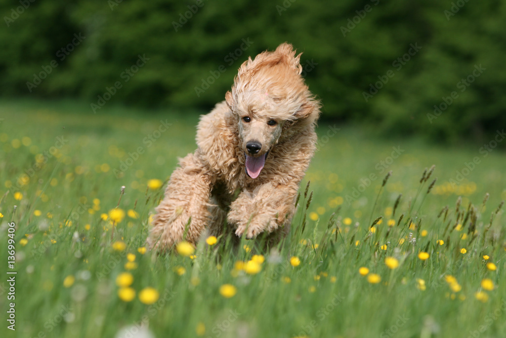 le grand caniche vu de face courant à toute vitesse le grand caniche vu de face courant à toute vitesse