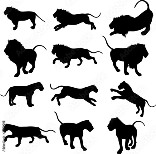 Lion Silhouettes