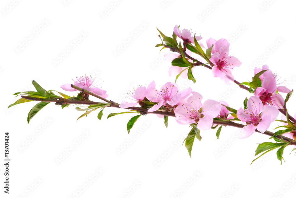 peach flowers isolated on white