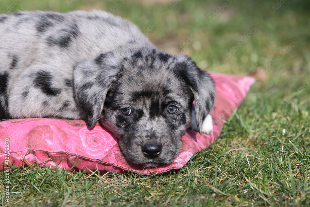 Fototapeta premium Hunde-Welpen
