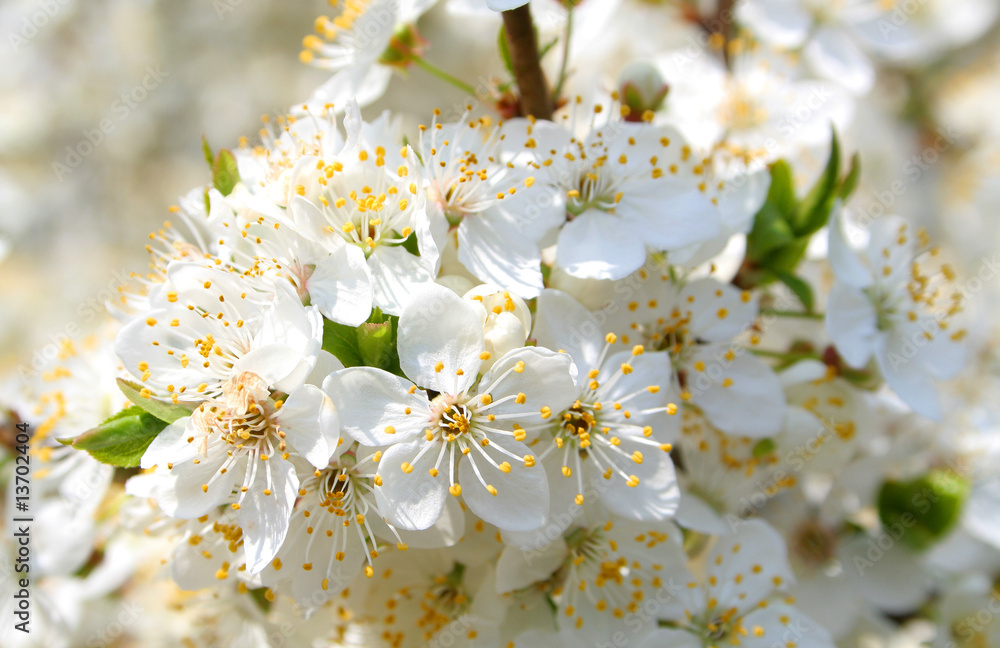 Fototapeta premium flower