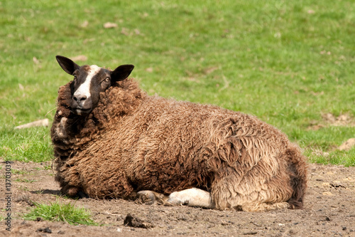 Zwartbles ewe resting