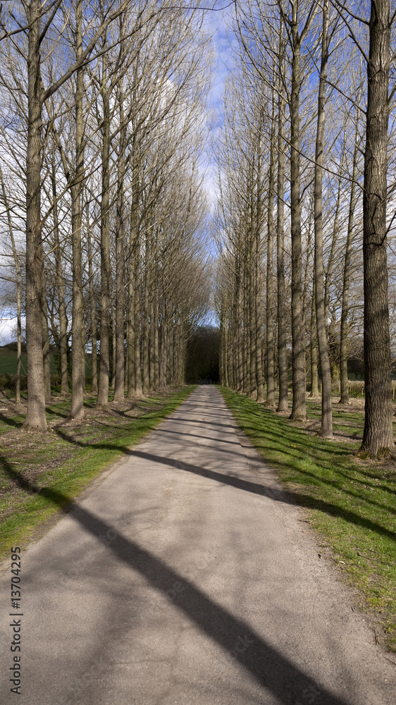 Fototapeta premium country road