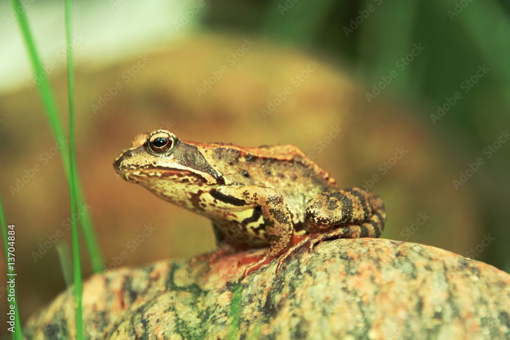Obraz premium Frosch