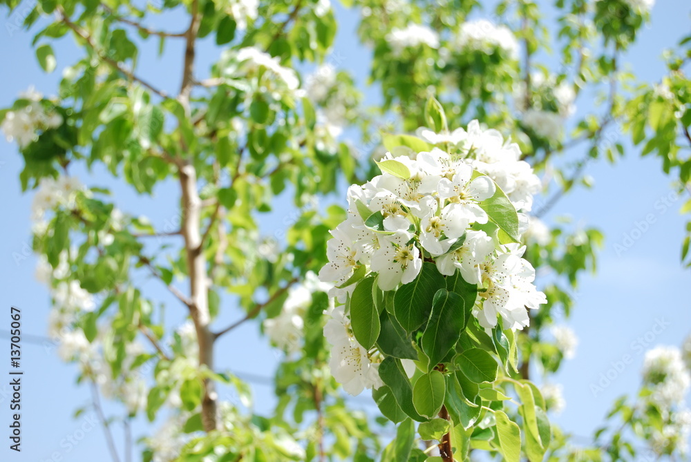 flower flower