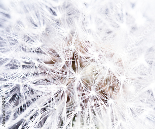 abstract dandilion background