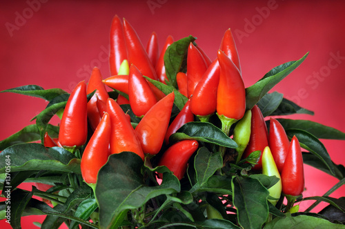 peperoncino rosso photo