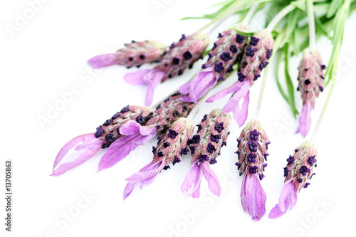 Fototapeta Naklejka Na Ścianę i Meble -  lavender papillon