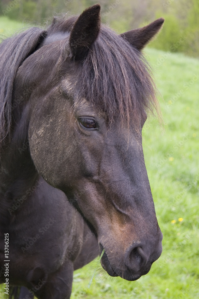 Obraz premium cheval