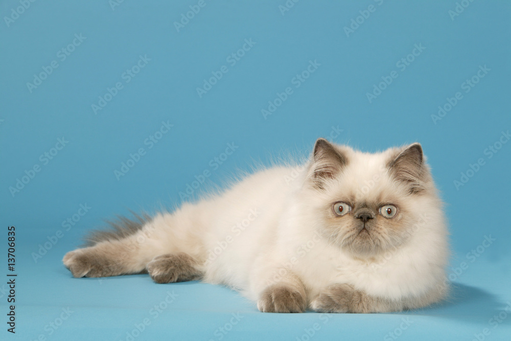 chat persan colourpoint allongé en studio sur fond bleu