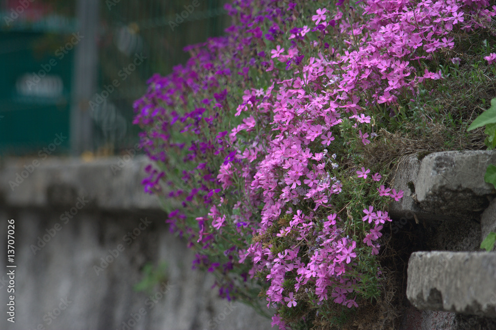 Fototapeta premium fiori viola sul muro